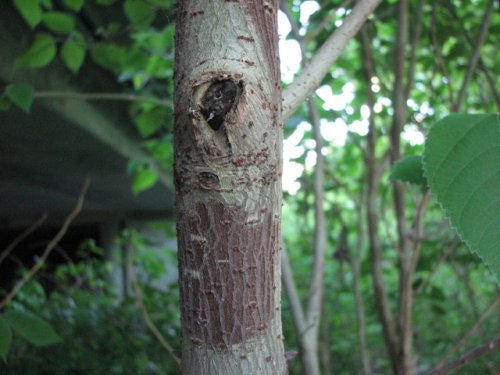 Paper Mulberry (Broussonetia papyrifera)