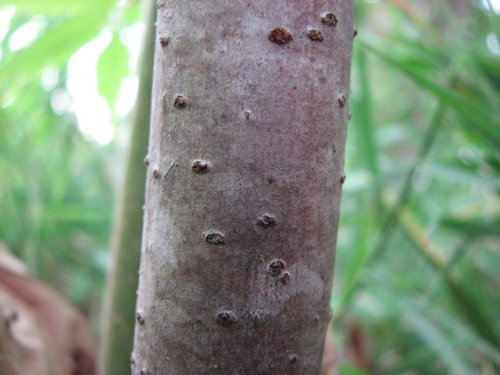 Staghorn Sumac (Rhus typhina)