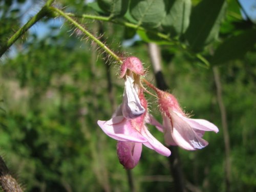 Bristly Locust (Robinia hispida)