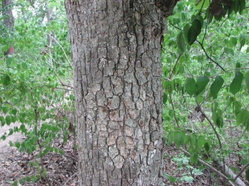 Chinquapin Oak (Quercus muehlenbergii)