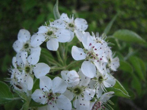 Callery Pear (Pyrus calleryana)