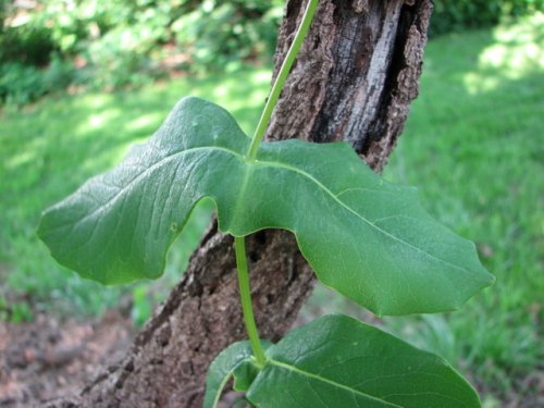 Limber Honeysuckle (Lonicera dioica)