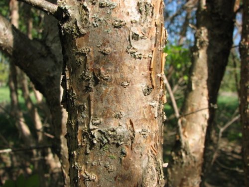 Chinese Fringe Tree (Chionanthus retusa)