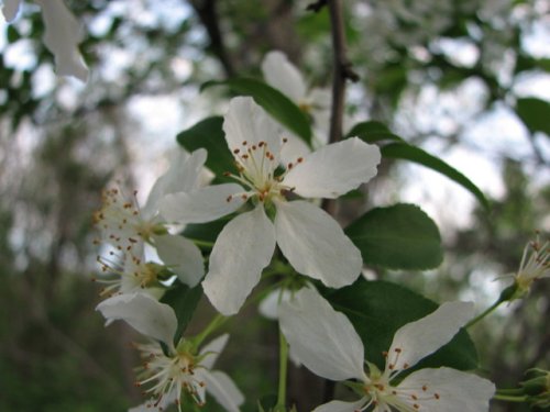 Toringo crabapple (Malus sieboldii)