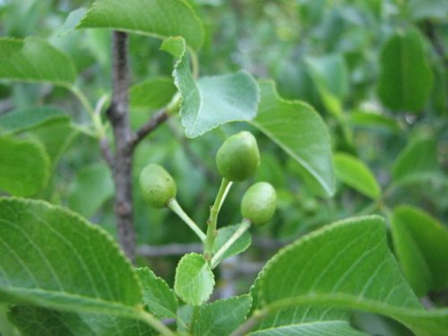 Mahaleb Cherry (Prunus mahaleb)