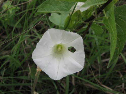 Macoun's Hedge Bindweed (Calystegia macounii)