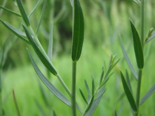 Blue Flax (Linum perenne)