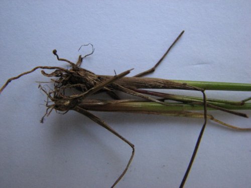 Dudley's Rush (Juncus dudleyi)