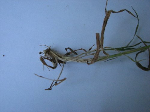 Soft Brome (Bromus hordeaceus)