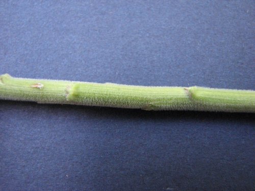 Canada Goldenrod (Solidago canadensis)