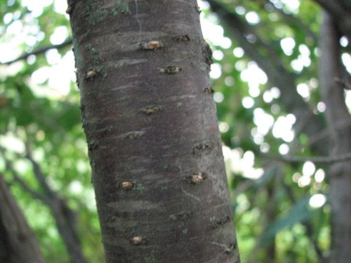 Japanese Tree Lilac (Syringa reticulata)