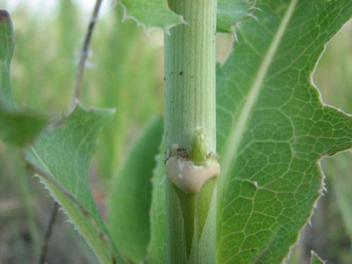 Western Wild Lettuce (Lactuca ludoviciana)