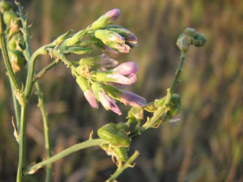 Alfalfa (Medicago sativa)