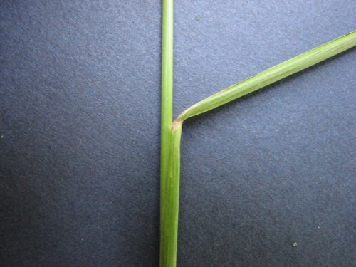 Prairie Cup Grass (Eriochloa contracta)