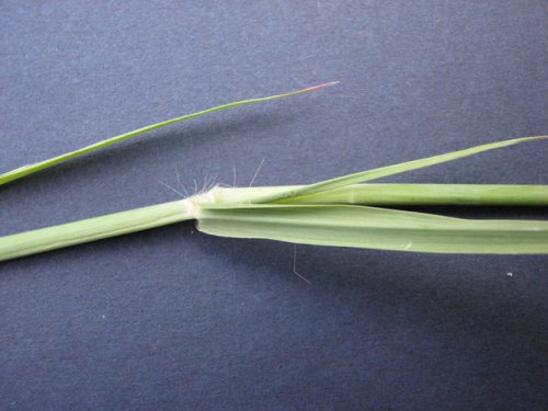 Caucasian Bluestem (Bothriochloa bladhii)