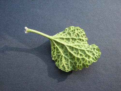 Horehound (Marrubium vulgare)