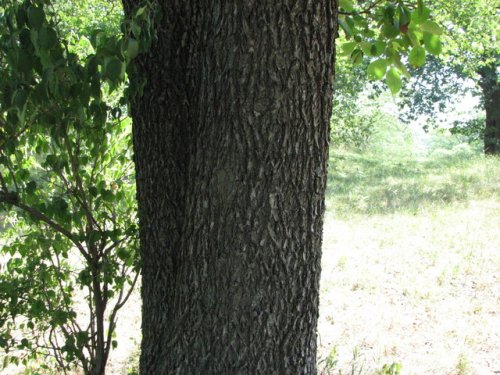 Mockernut Hickory (Carya tomentosa)