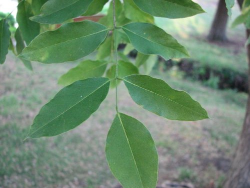 Japanese Pagoda Tree (Styphnolobium japonicum)