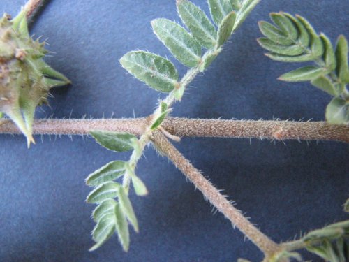 Spreading Puncture Vine (Tribulus terrestris)