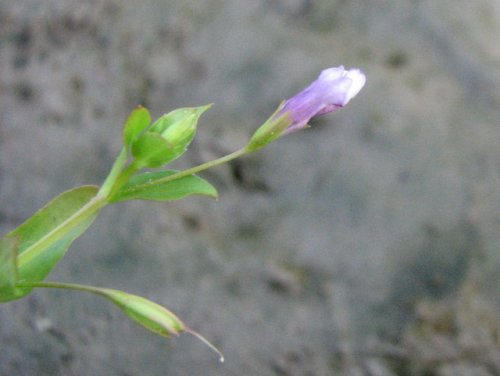 False Pimpernel (Lindernia dubia)