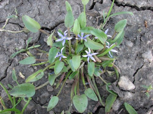 Blue Mud Plantain (Heteranthera limosa)