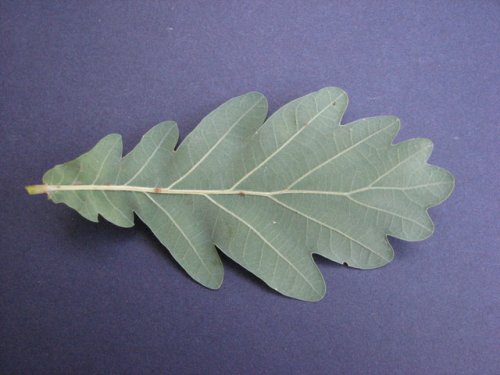 English Oak (Quercus robur)