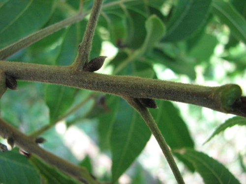 Pecan (Carya illinoinensis)