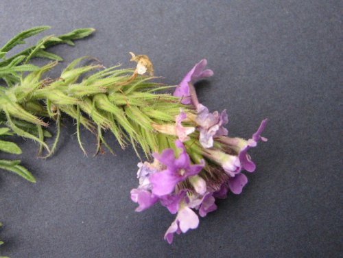 Dakota Verbena (Glandularia bipinnatifida)