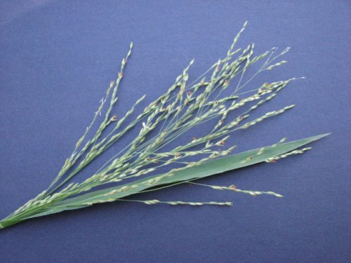 Witchgrass (Panicum dichotomiflorum)