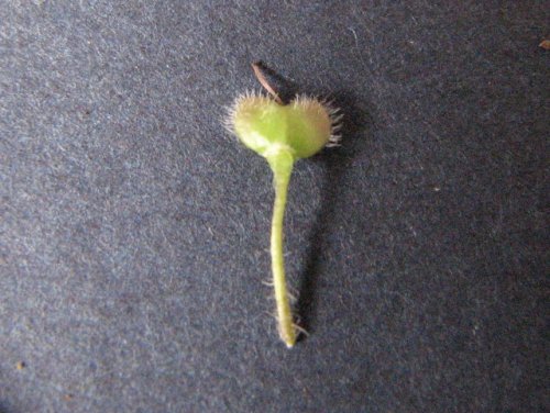 Winter Speedwell (Veronica persica)