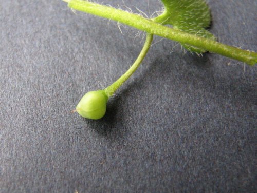 Ivyleaf Speedwell (Veronica hederifolia)