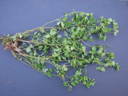 Pale Fumewort (Corydalis flavula)