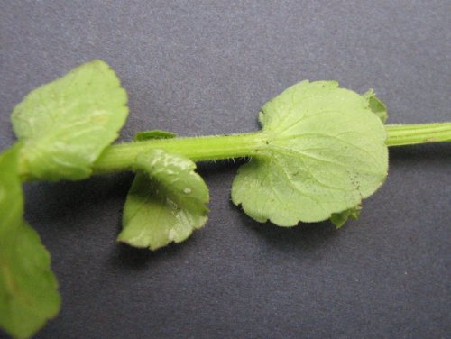 Clasping Leaf Venus' Looking G (Triodanis perfoliata)