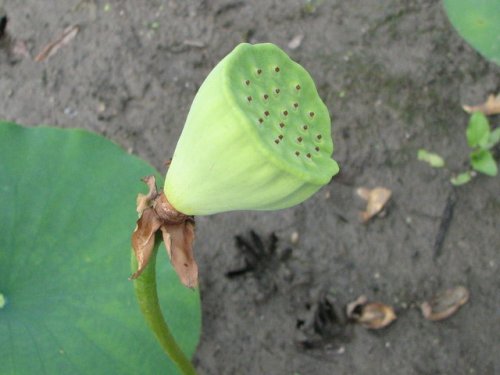 American Lotus (Nelumbo lutea)