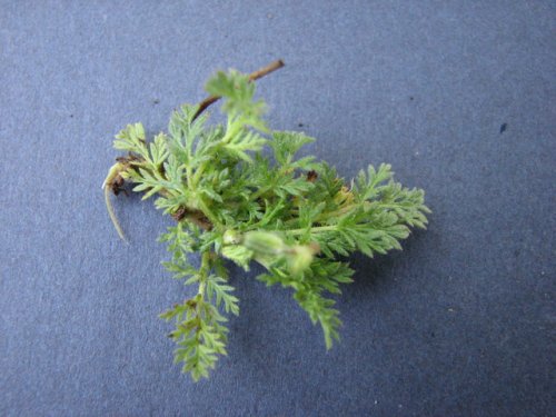 Red Stem Stork's Bill (Erodium cicutarium)