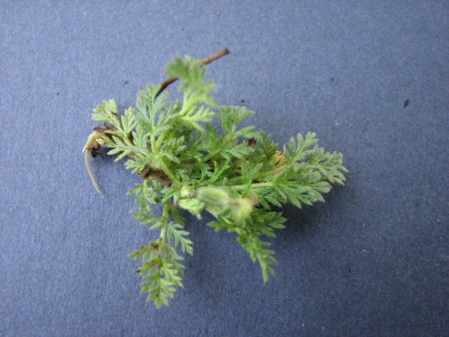 Red Stem Stork's Bill (Erodium cicutarium)