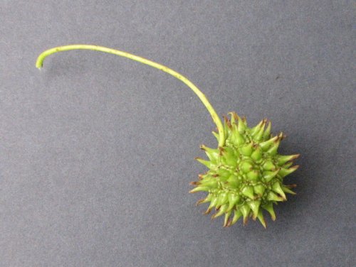 American Sweetgum (Liquidambar styraciflua)