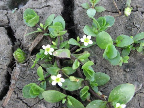 Disk Leaf Water Hyssop (Bacopa rotundifolia)