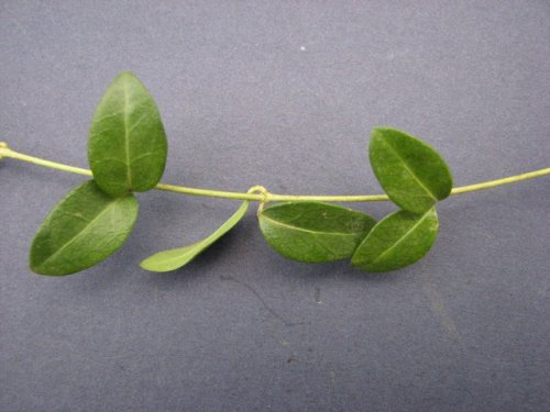 Lesser Periwinkle (Vinca minor)