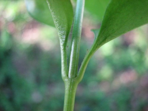 Greater Periwinkle (Vinca major)