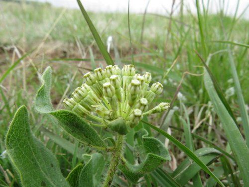 Woolly Milkweed (Asclepias lanuginosa)