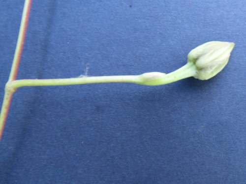 Narrowleaf morning glory (Ipomoea shumardiana)