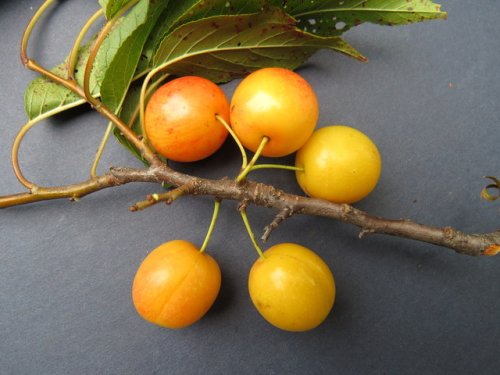 Wild Goose Plum (Prunus munsoniana)