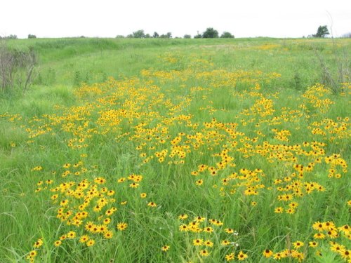 Black Eyed Susan (Rudbeckia hirta)