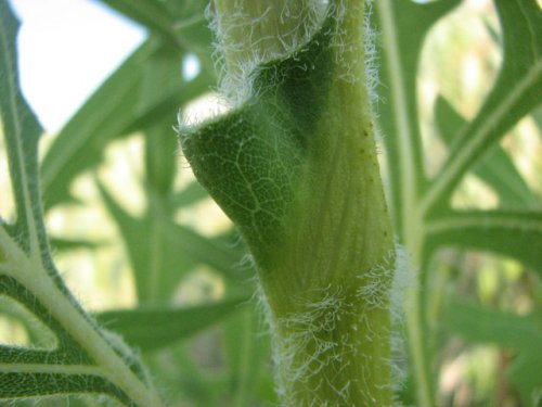 Compass Plant (Silphium laciniatum)