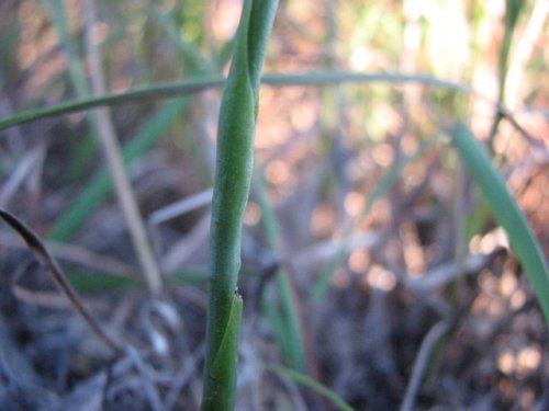 Great Plains Lady's Tresses (Spiranthes magnicamporum)