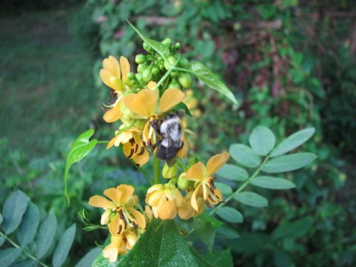 Maryland Senna (Cassia marilandica)