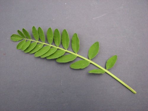 Canada Milkvetch (Astragalus canadensis)