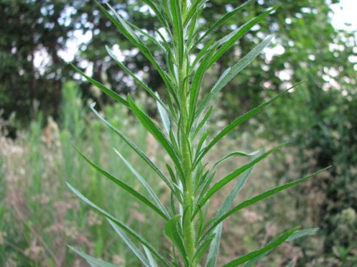 Tall Horseweed (Conyza canadensis)