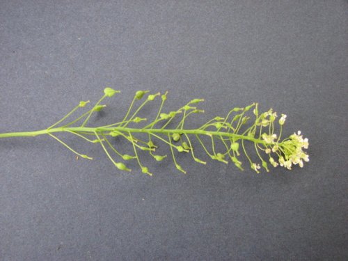 Whitetop (Lepidium draba)